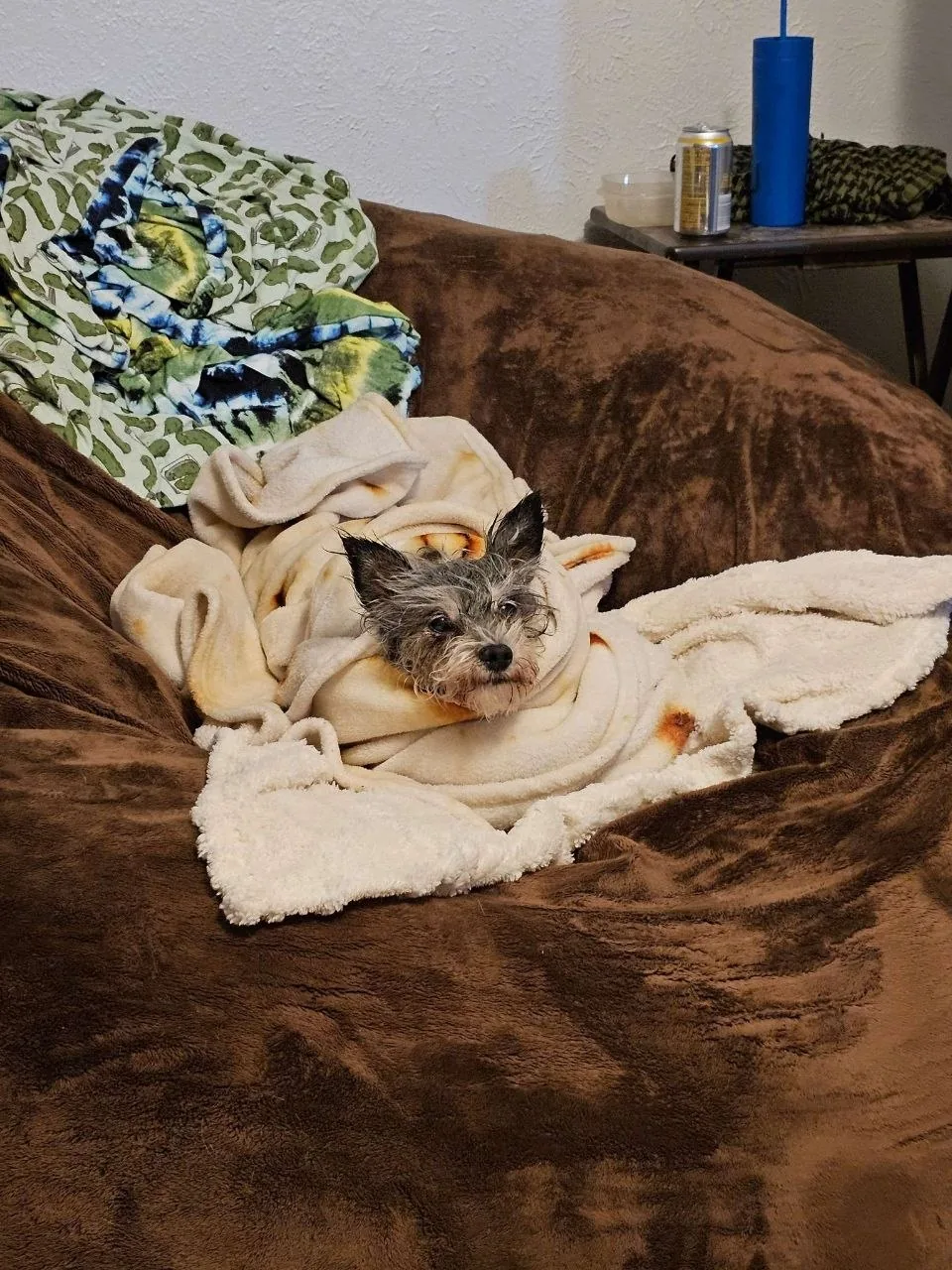 One of Alannah's pets relaxing at home