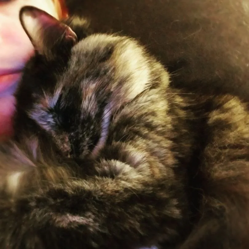 One of Alannah's pets resting at home