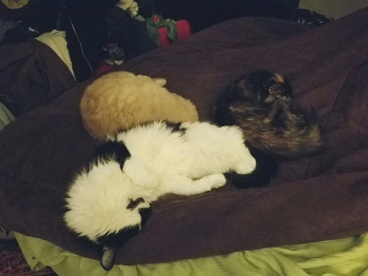 Alannah's pets resting together at home