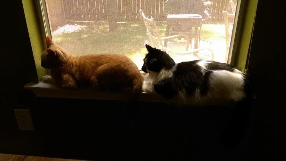 Two of Alannah's pets by a window
