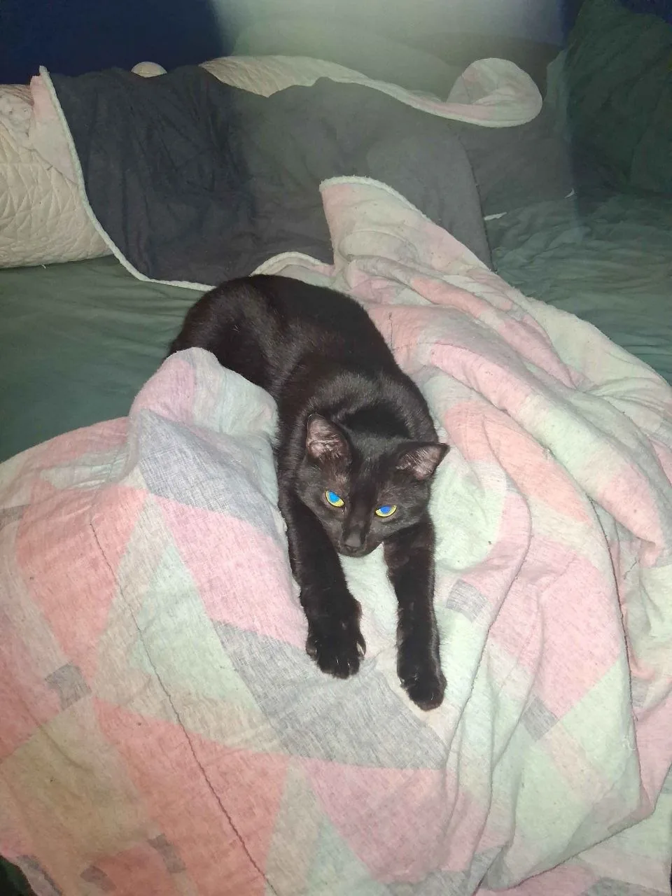 One of Alannah's cats resting at home