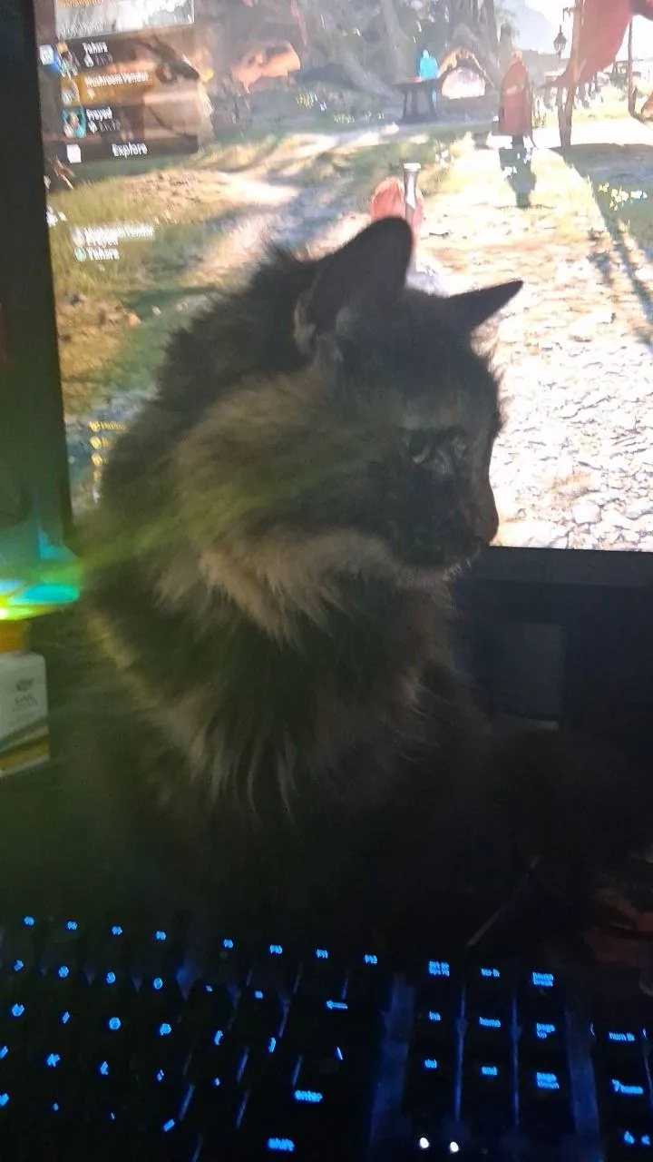 One of Alannah's cats at a keyboard