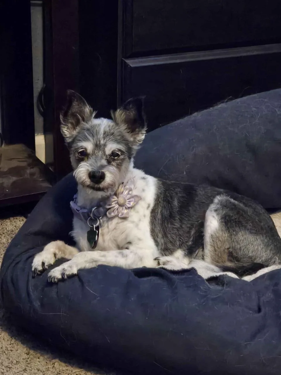 One of Alannah's dogs resting at home